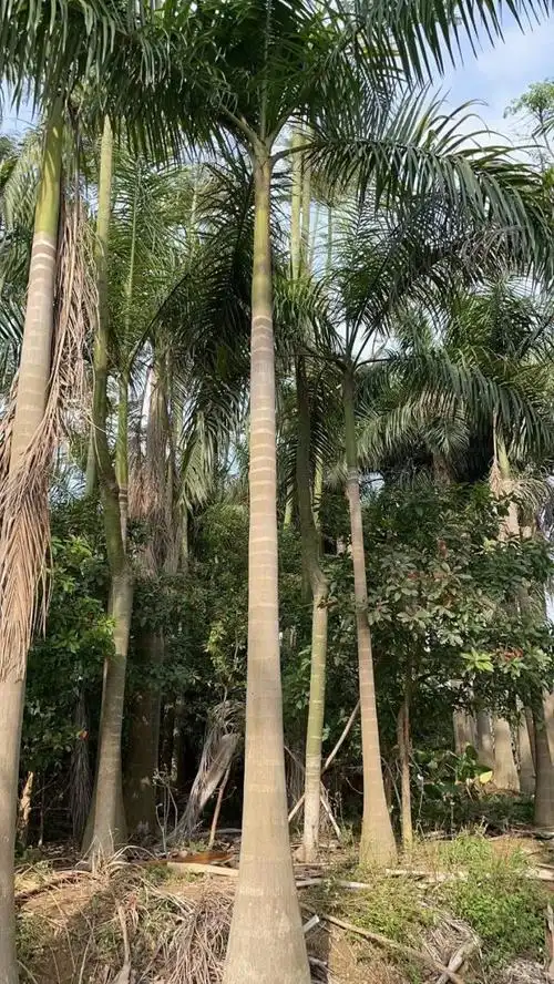 大王椰子 10米大王椰子树价格_绿化苗木_--西北苗木网