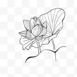 个人vip和企业vip免费下载免抠元素简约线条黑白莲花画企业vip免费下