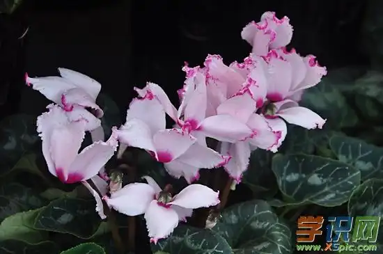 仙客来的花语有什么含义