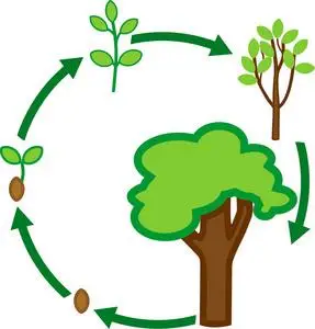 植物生长阶段,从种子到成年树,绿色树冠照片