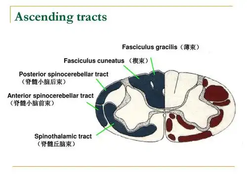 spinothalamic tract (脊髓丘脑束)