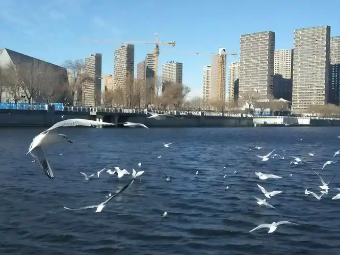 正月初四带孙子去海河边看海鸥(二)