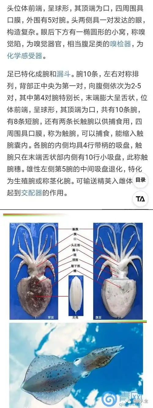 玩毛线的小哥按图仿钩魔纹乌贼教你钩玩偶思路