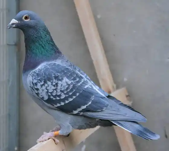 喜欢鸽子羽色多和不喜欢鸽子羽色多你可以注意的问题