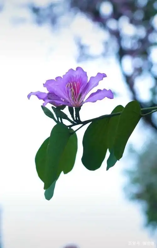 紫荆花图片(紫荆花的寓意和象征意义)