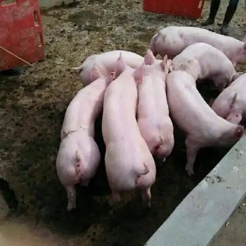 二元猪养殖技术二元猪母猪价格