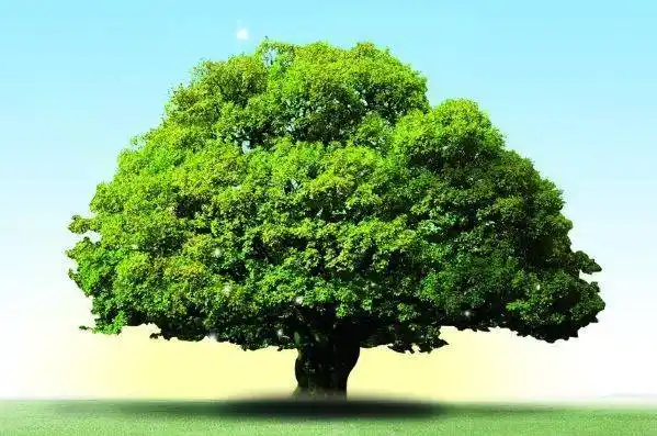 原创塔罗占卜图中选一棵大树测出你会被哪种好运砸中