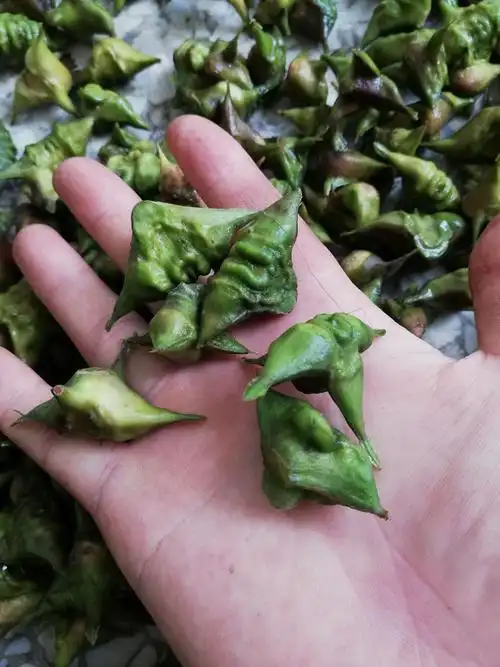 我的家乡的水果草稿