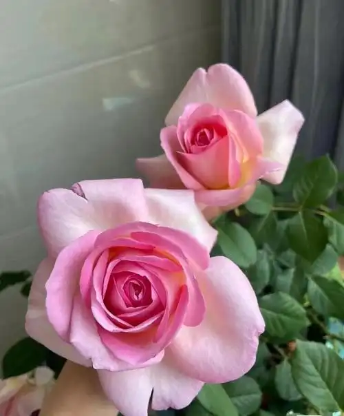 中国现代月季:粉黛(fendai)