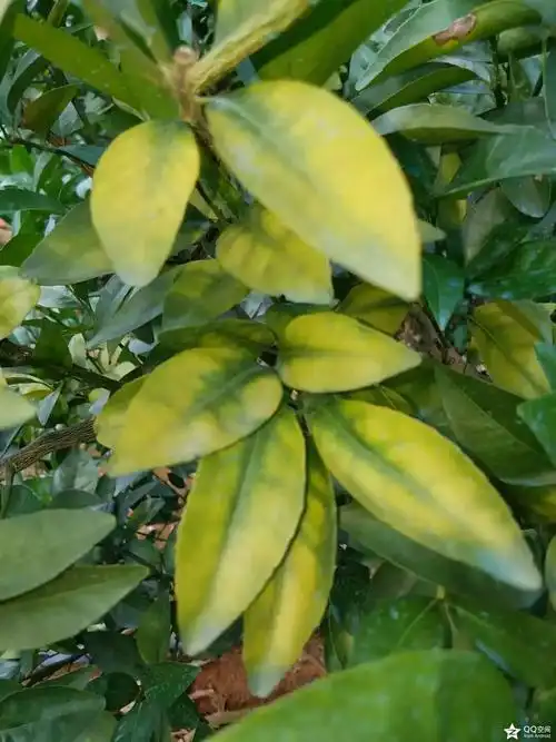 茂谷柑缺镁贡柑缺镁柚类缺镁夏橙缺镁沃柑缺镁柑橘缺镁症状实拍相片镁