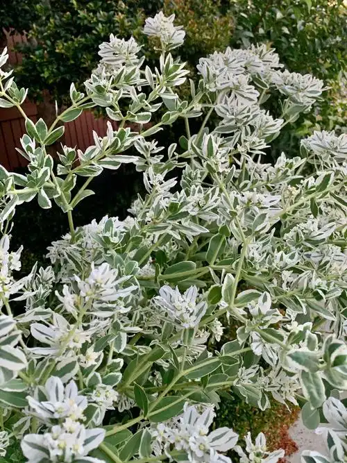 叶子比花朵鲜美的银边翠