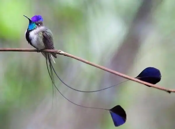 颜值最高的十种鸟 羽毛华丽耀眼