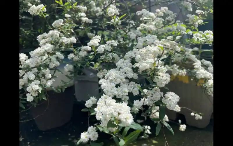 重瓣绣线菊八重小手球