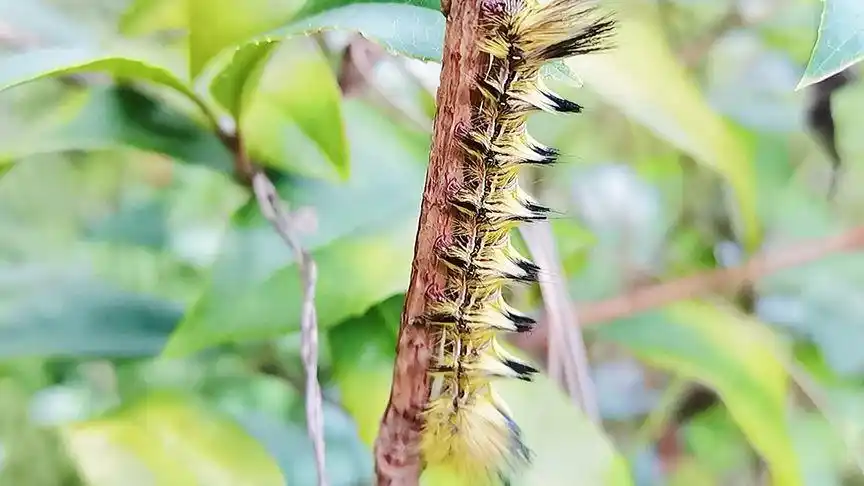 这玩意有毒,最恐怖的毛毛虫来了,你们害怕吗?