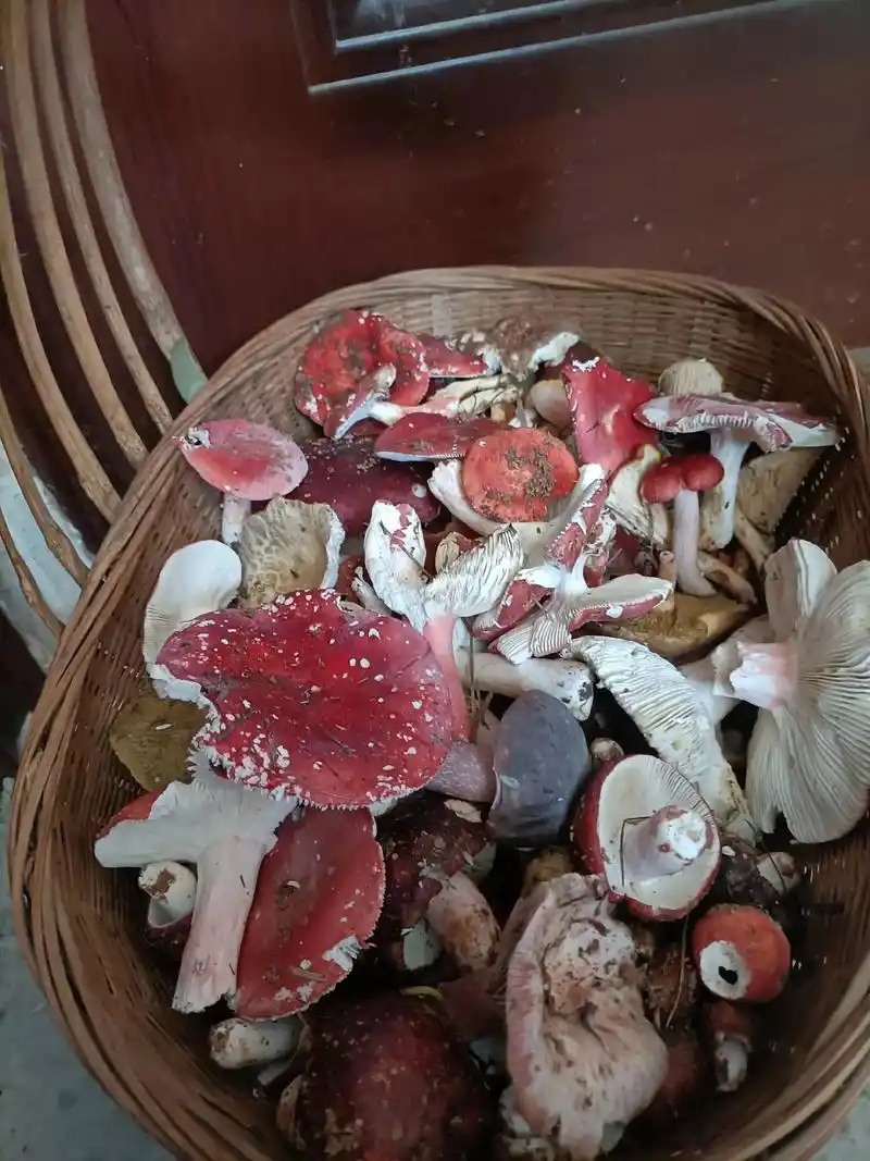 住着几万米的云南小院,吃着小鸡炖野生菌,还有原生态鸡猪羊水果 - 抖