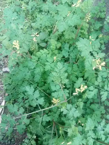 中药材新款野生新鲜扭果黄堇断肠草鸡屎草臭桐彭粪缸草草鲜品500g