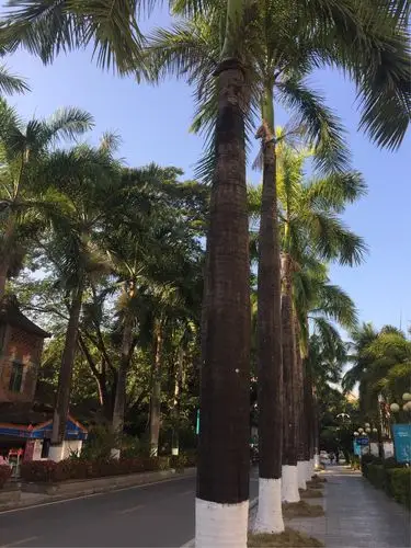 街道上的油棕树