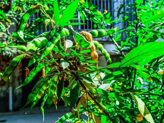 观音木豆,豆可治疾