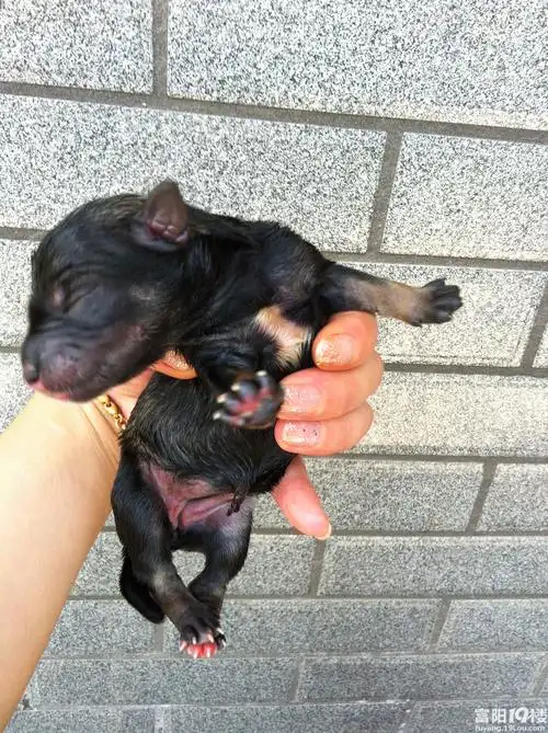 晒晒刚出生的纯种雪纳瑞小狗狗