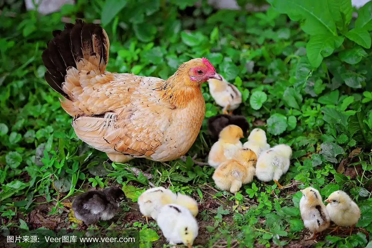 绿草上的母鸡和小鸡.