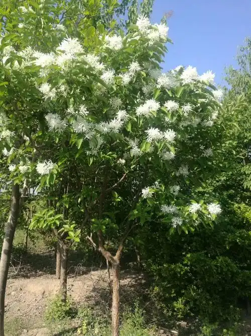 南霸苗圃大量花卉苗木出售,价格实惠.