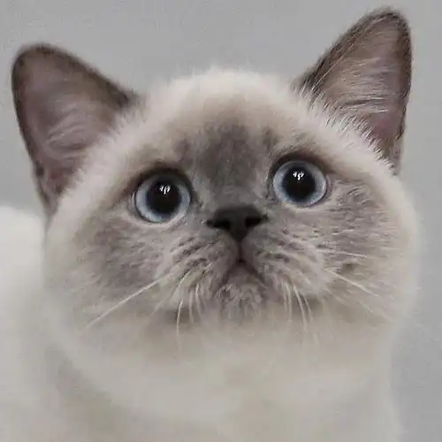 小饭团蓝重点色英短