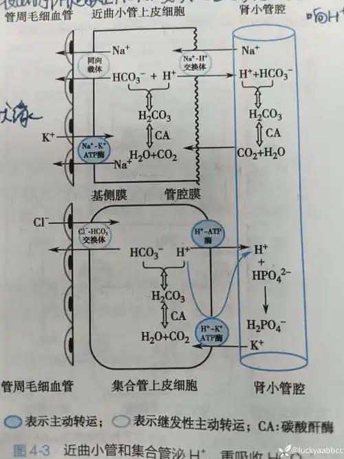 钠碳酸氢根同向转运体