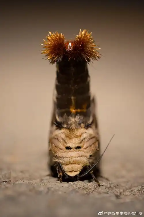 娄方洲《黑蕊尾舟蛾》