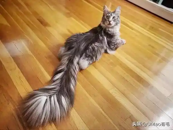 暹罗猫折尾麒麟尾(暹罗猫折尾有问题吗)