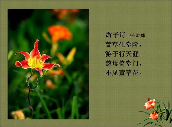 萱草就是"金针菜","黄花菜",属百合科,在古时有"母亲花"之称,就像现在