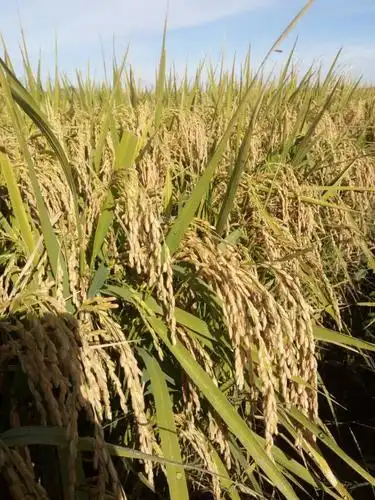 早熟香稻之王:龙洋早香二