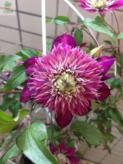 满百包邮 紫子丸 铁线莲 耐荫f系 紫色重瓣足1年天语花圃