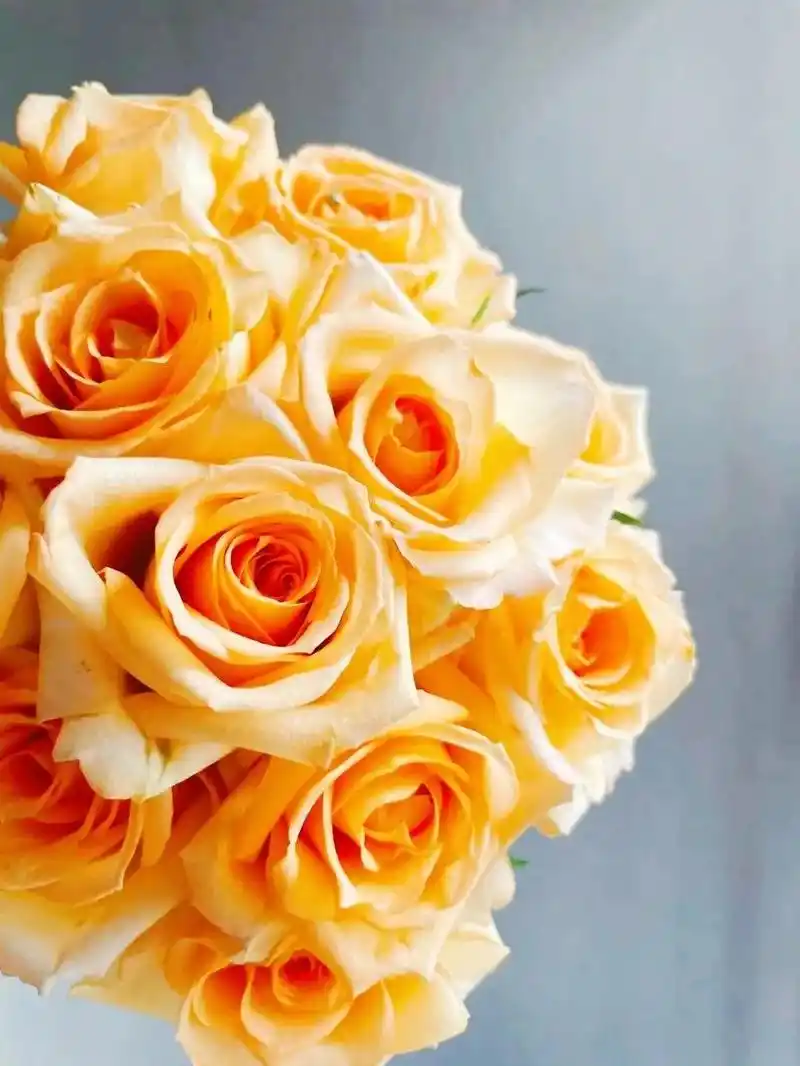 假日公主月季,我只钟情于你|花名册no.00111