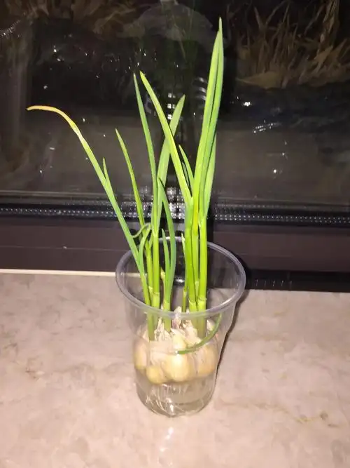 养蒜记——曹馨睿 - 美篇