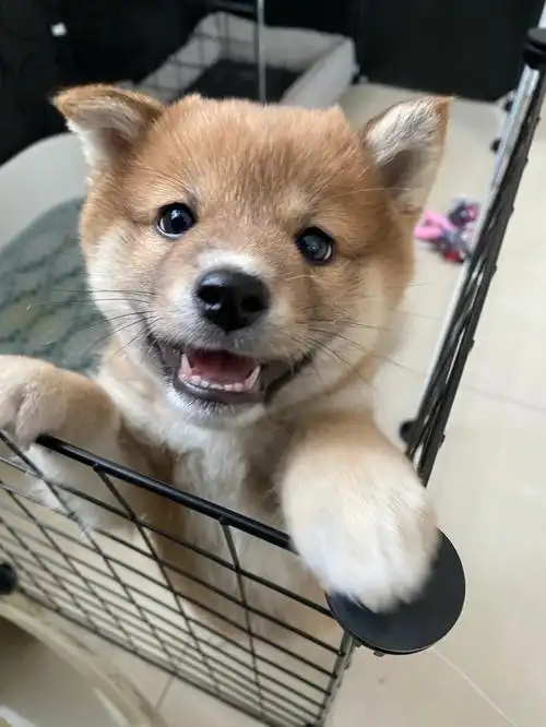 看看这只柴犬怎么样纯不纯呀