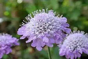 涵盖紫盆花的形态特征,紫盆花怎么养,图片,紫盆花花语