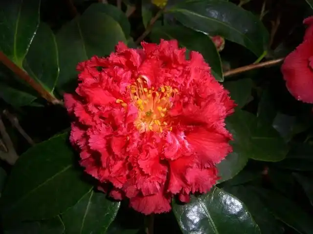 茶花——金蒂狮子头 - mychat 数位男女_花卉园艺