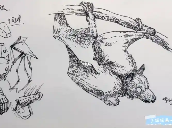 动物钢笔速写蝙蝠的画法曹剑速写教程