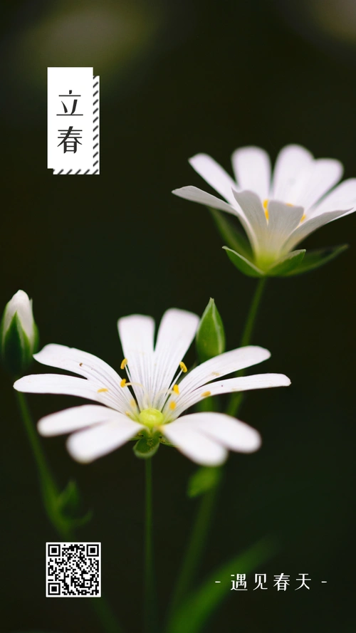 立春二十四节气清新简约手机海报-凡科快图
