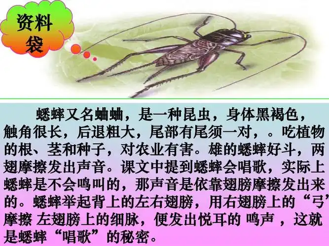 人教版四年级语文上册《蟋蟀的住宅》ppt课件