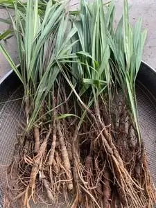 野生独脚仙茅独茅根独脚丝茅地棕根天宗山宗豆浆布丁缙云烧饼小桌