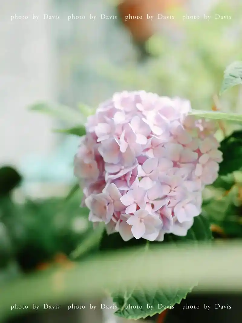 花开无尽夏|火出圈的绣球97让人超痴迷.