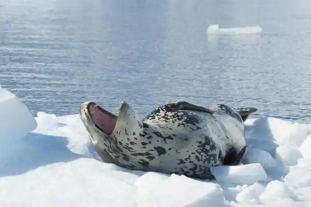 你知道生活在南极的动物有多可怕吗?