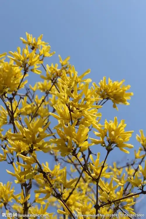 迎春花连翘图片