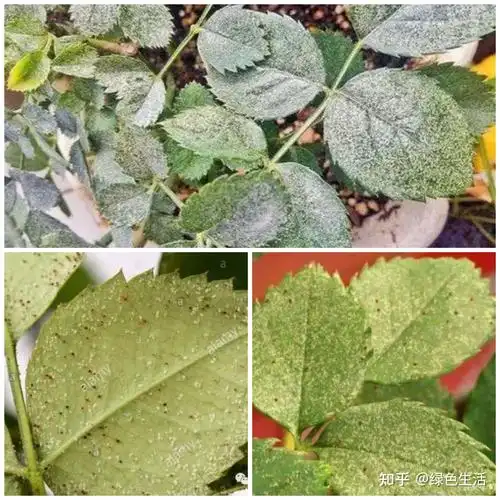 病虫害图鉴月季常见病虫害