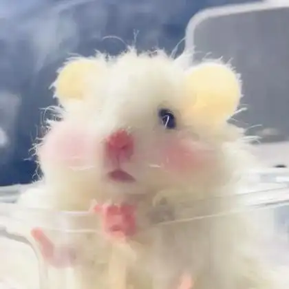 萌宠头像高清无水印精选可爱图片_动物头像_头像屋