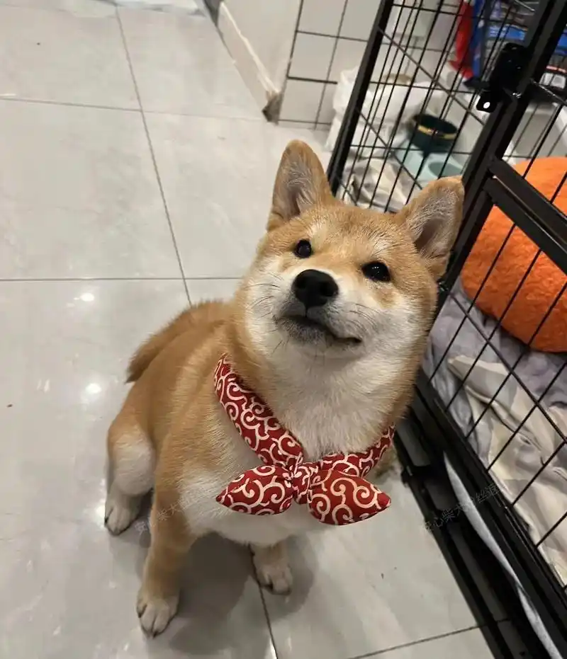 帮粉丝挑选的柴犬七七又长大了一圈哦