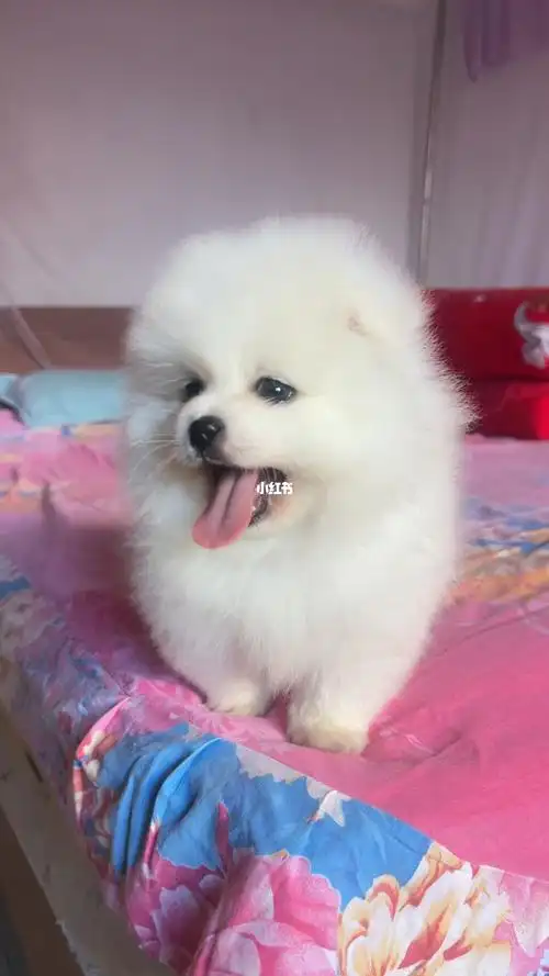 博美犬