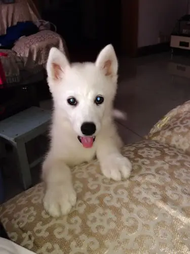 三个月的萨摩耶不长毛很短是怎么回事?