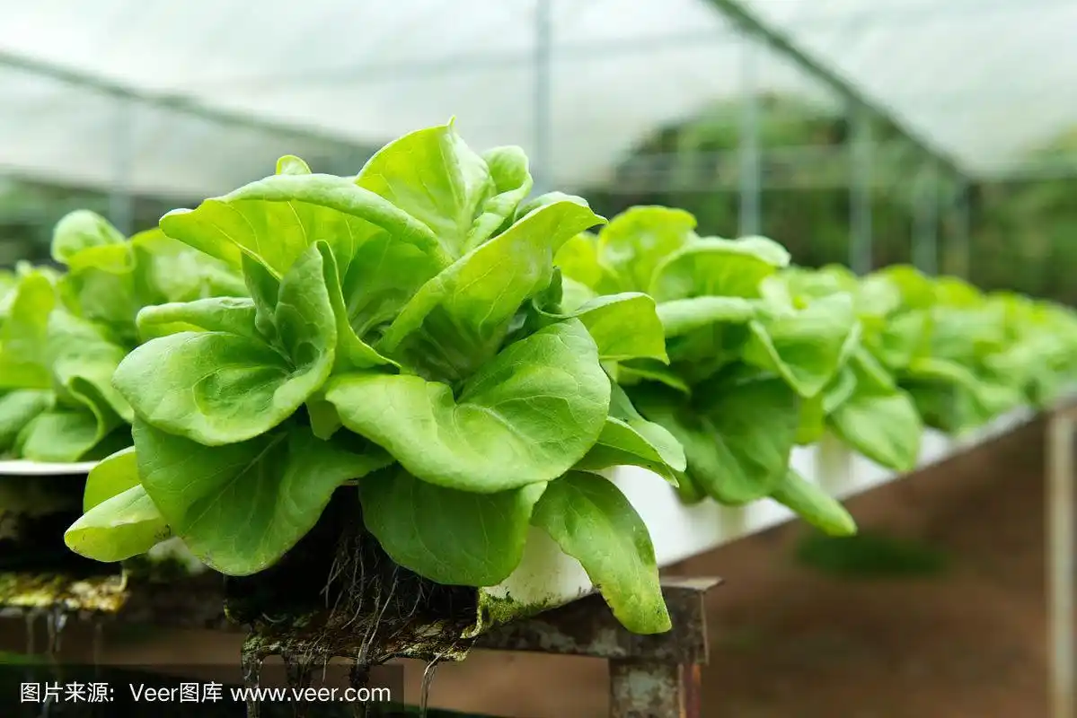 球生菜水培生菜